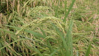 米と農薬と酸性雨