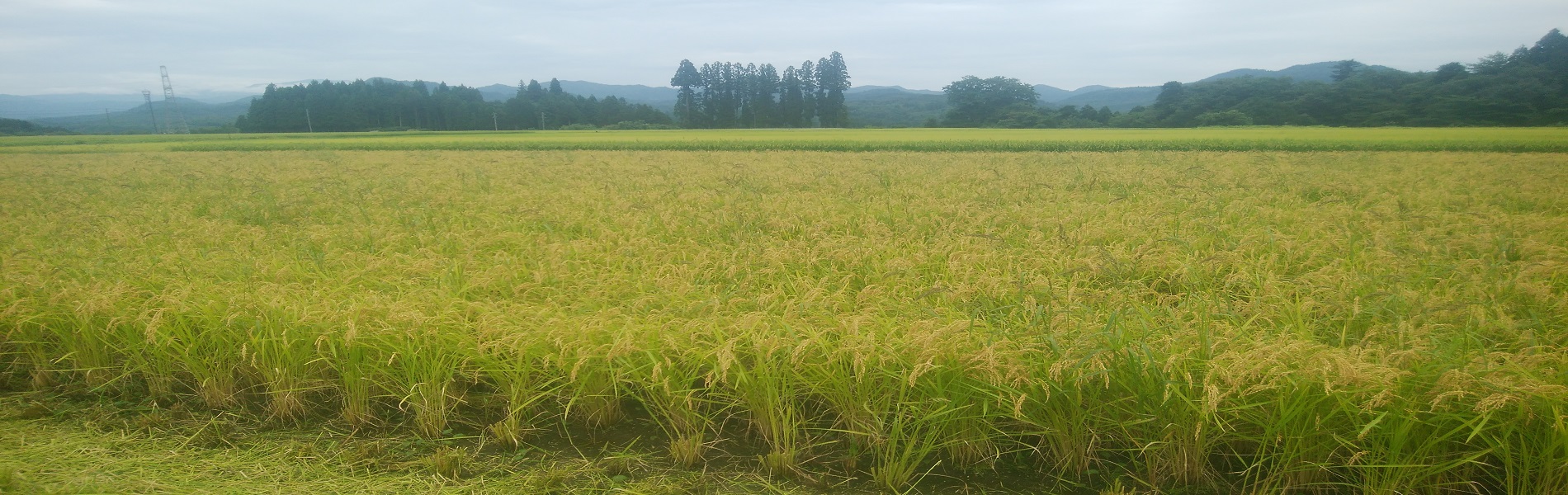 新潟が生み出した最高品質の新品種米